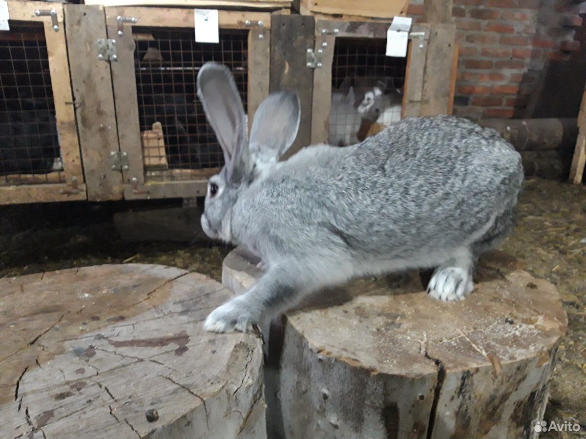 Продам кроликов породы шиншила купить на Зозу.ру - фотография № 3