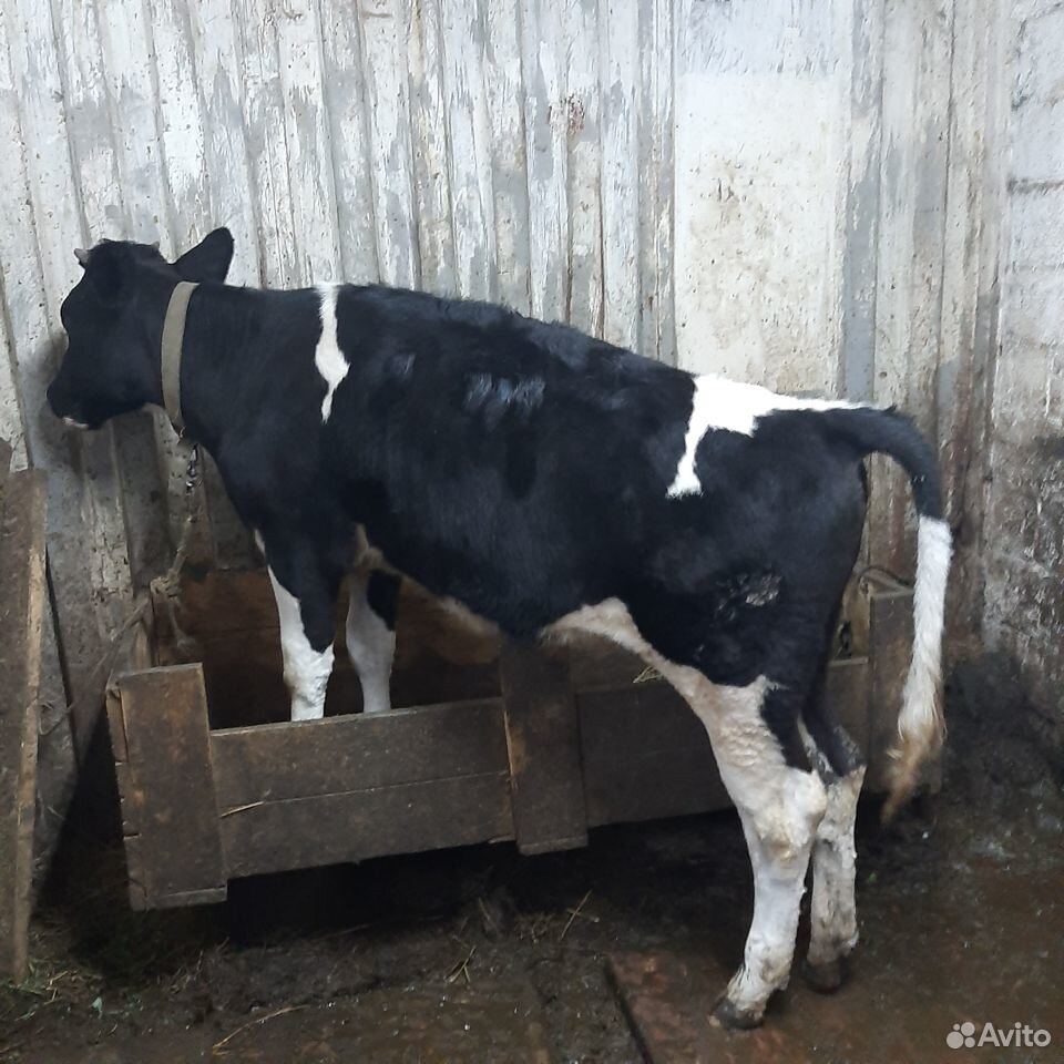 Продаются коровы купить на Зозу.ру - фотография № 4
