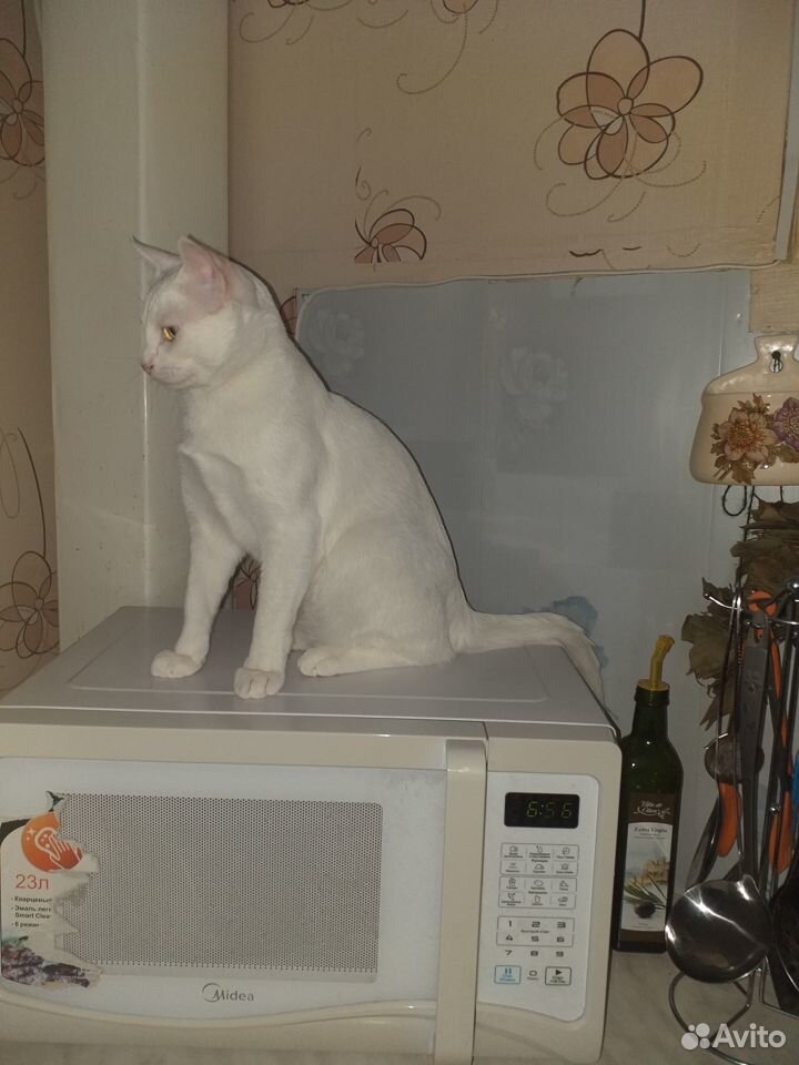 Потерялся кот купить на Зозу.ру - фотография № 1