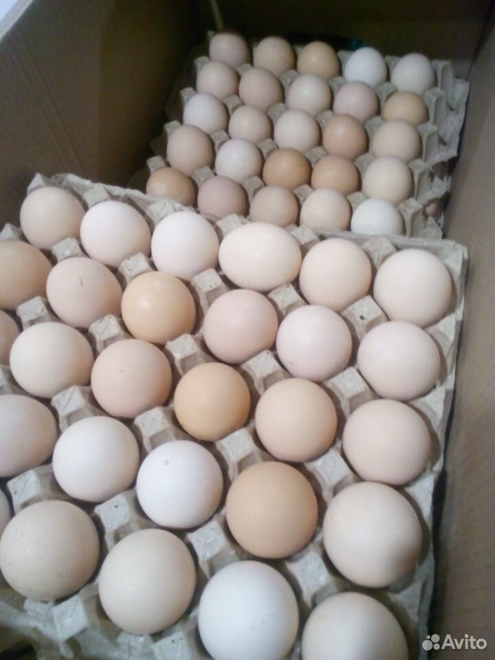 Инкубационное яйцо кобб-500 купить на Зозу.ру - фотография № 1