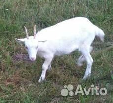 Продам молодую дойную козу с козленком 4 мес купить на Зозу.ру - фотография № 2