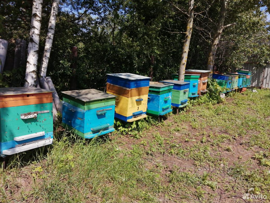 Улей с пчелами купить на Зозу.ру - фотография № 2
