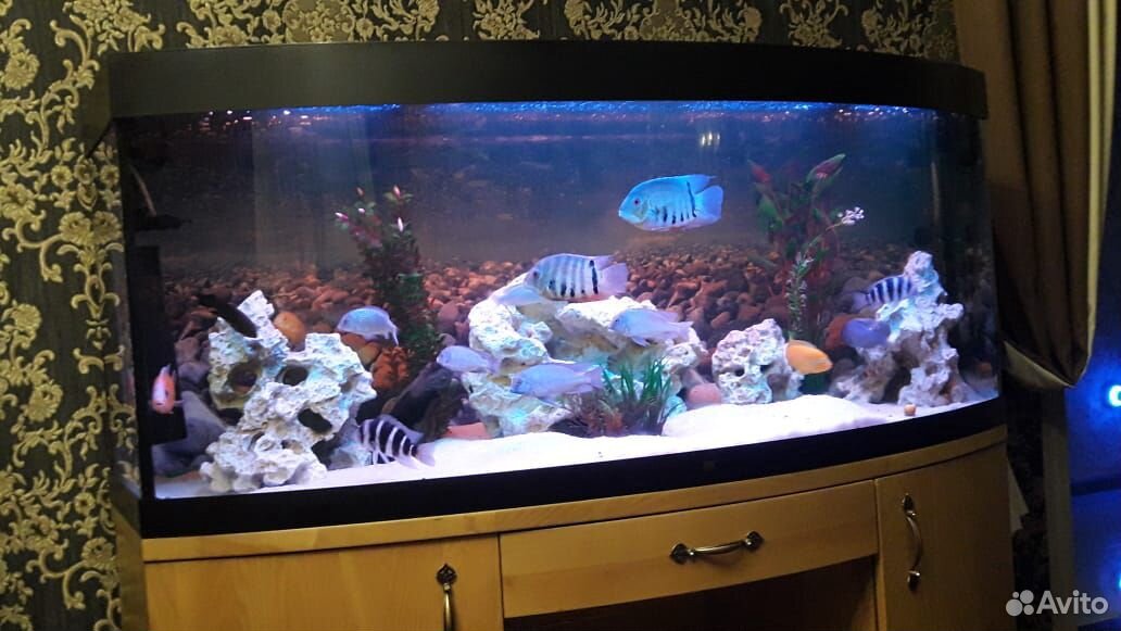 Продается аквариум juwel vizion 450 литров купить на Зозу.ру - фотография № 3