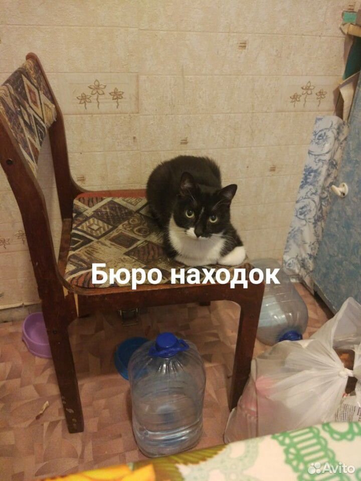 Ищу кота купить на Зозу.ру - фотография № 1