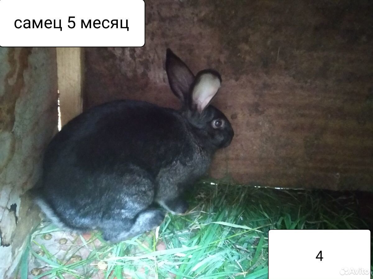 7-8 месячные кролики купить на Зозу.ру - фотография № 4