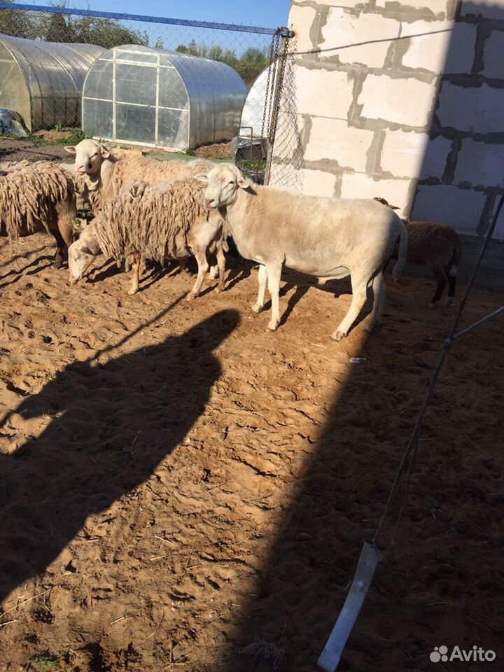 Катумские овцы купить на Зозу.ру - фотография № 9