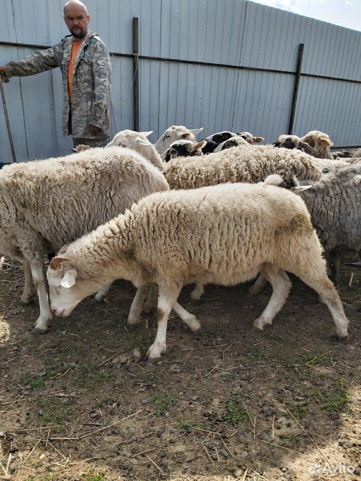 Овцы. баран на племя от катумского барана купить на Зозу.ру - фотография № 2