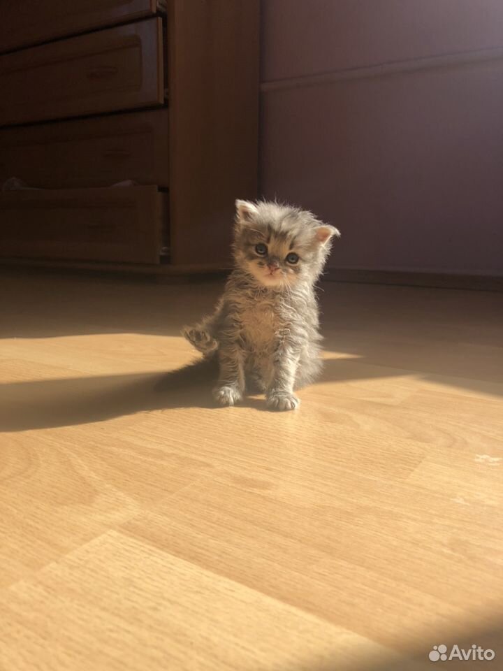 Котёнок Стёпа купить на Зозу.ру - фотография № 4