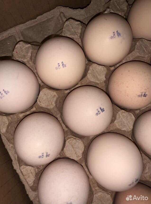 Инкубационное яйцо Бройлер Арбор Айкрез (Кобб700) купить на Зозу.ру - фотография № 1