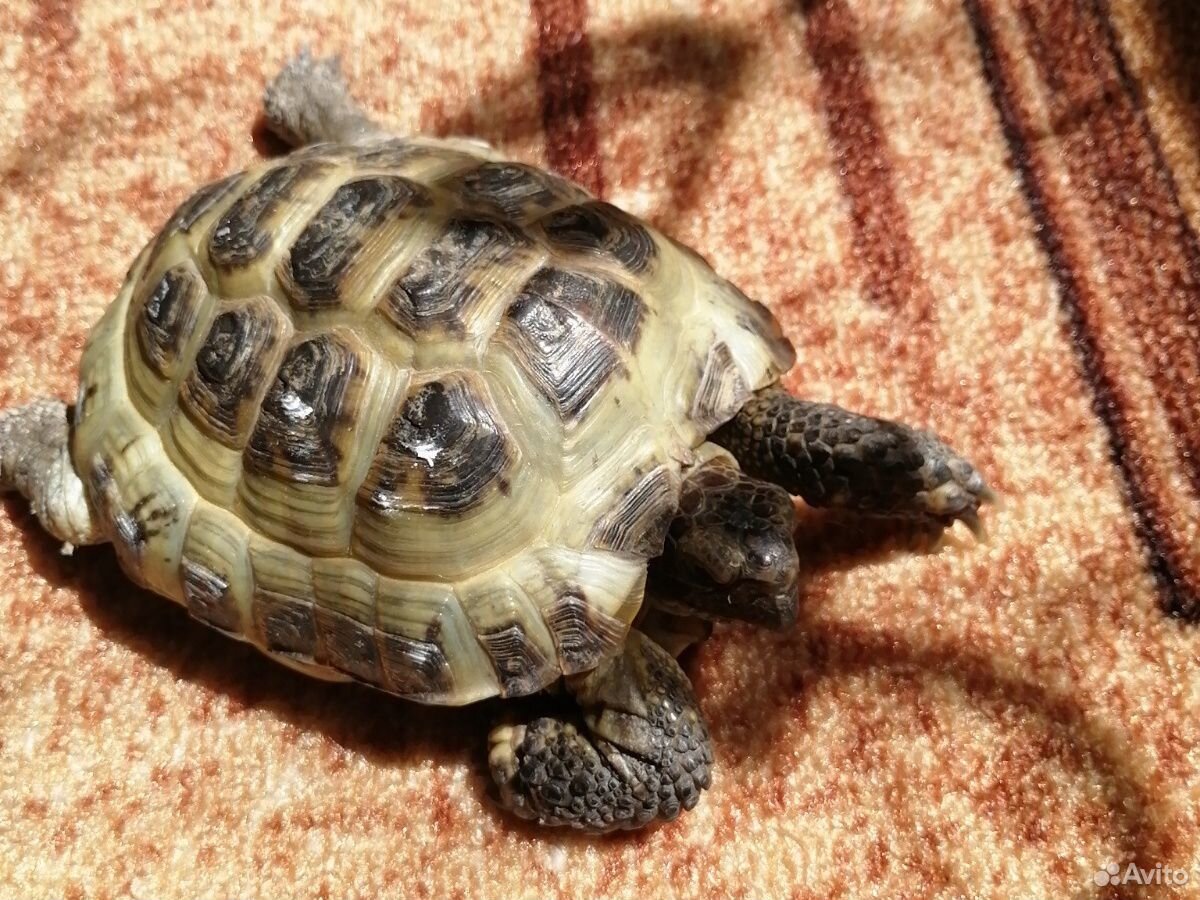 Купить черепаху цена. Сухопутная черепаха. Сухопутная черепаха фото. W6328-Tortoise. Возраст сухопутной черепахи.