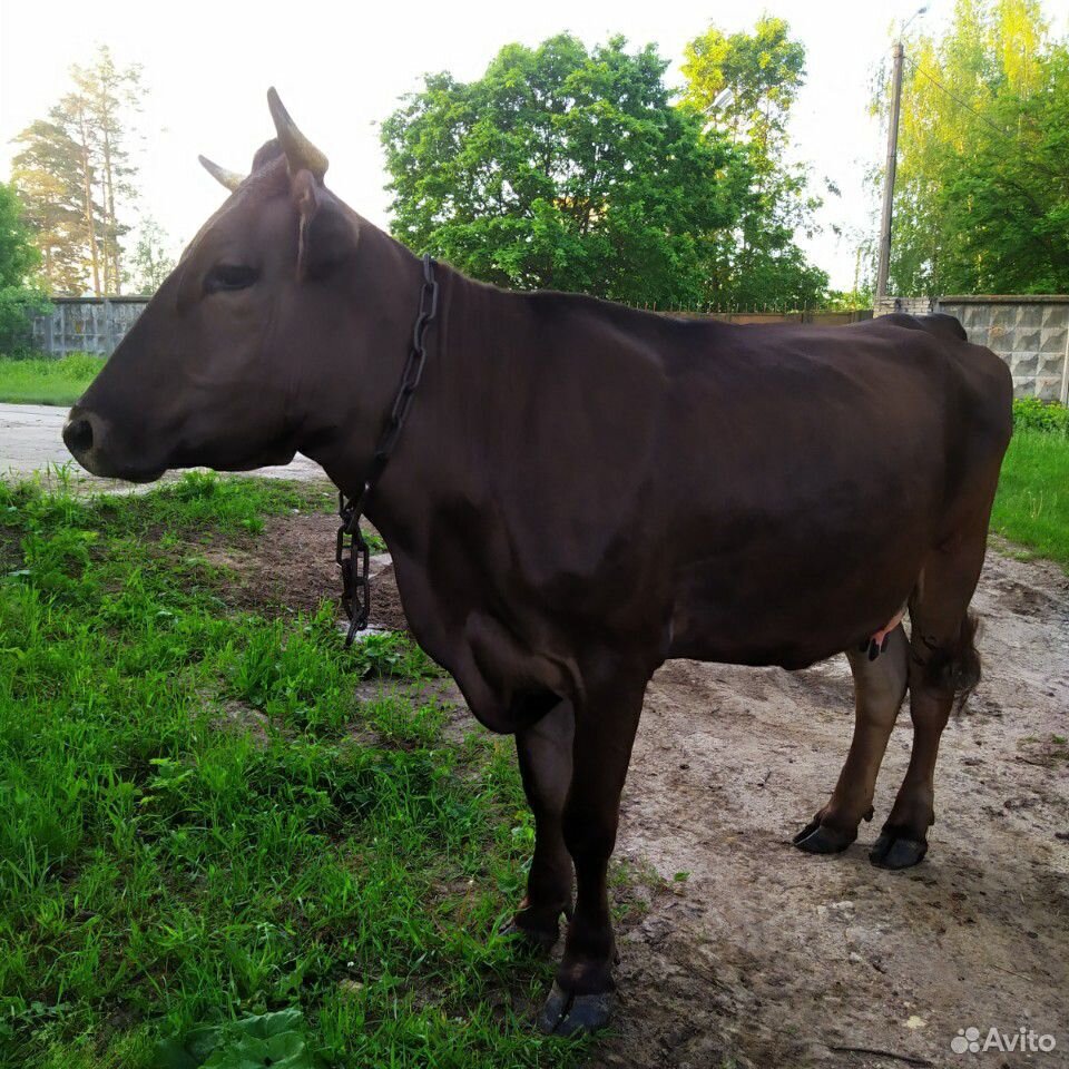 Корова швиц купить на Зозу.ру - фотография № 2