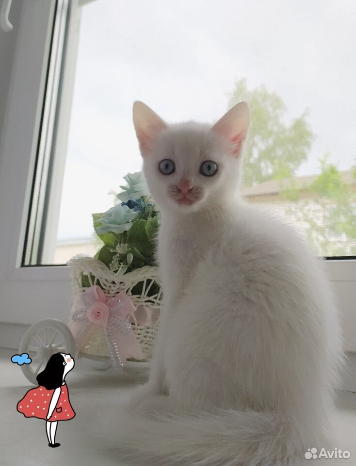 Белые котята - в добрые руки купить на Зозу.ру - фотография № 2