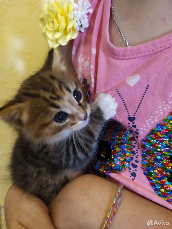 Отдадим котенка в добрые руки купить на Зозу.ру - фотография № 5