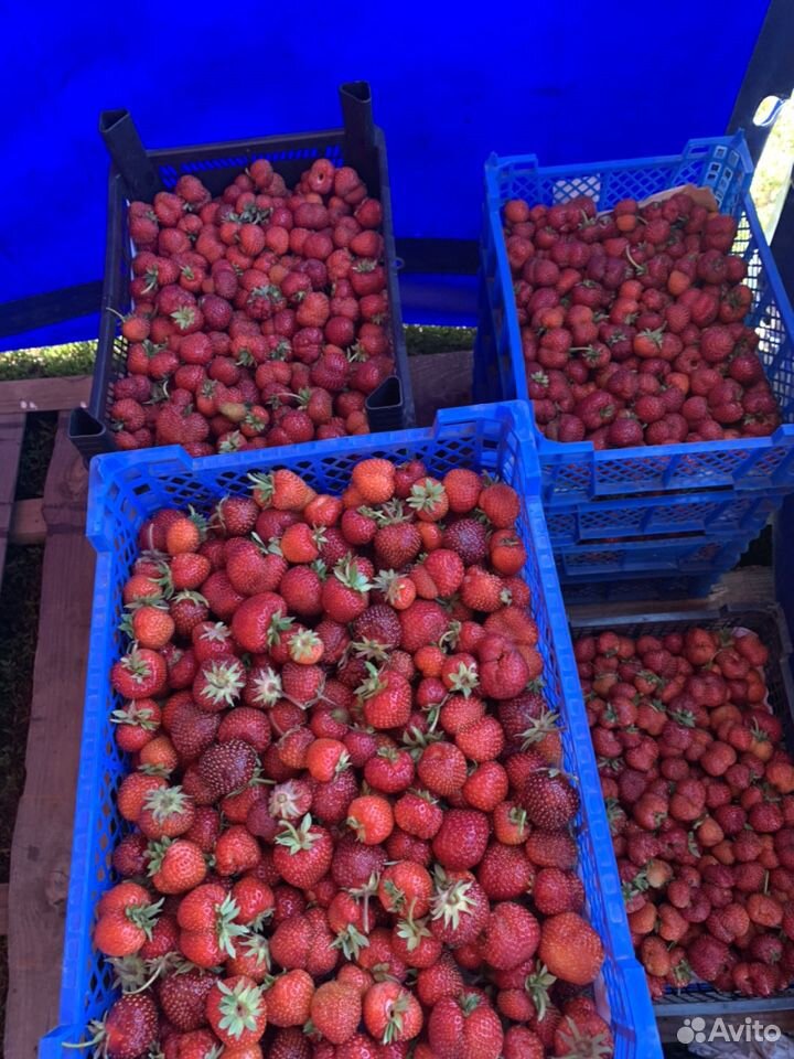 Продажа ягоды клубники купить на Зозу.ру - фотография № 4