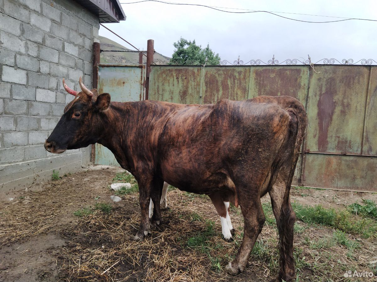 Корова с теленком купить на Зозу.ру - фотография № 4