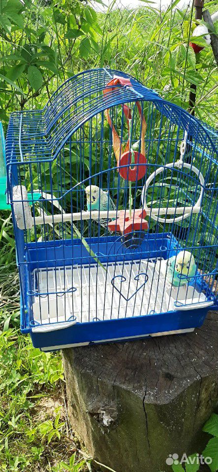 Пара волнистых попугайчиков с клеткой купить на Зозу.ру - фотография № 9