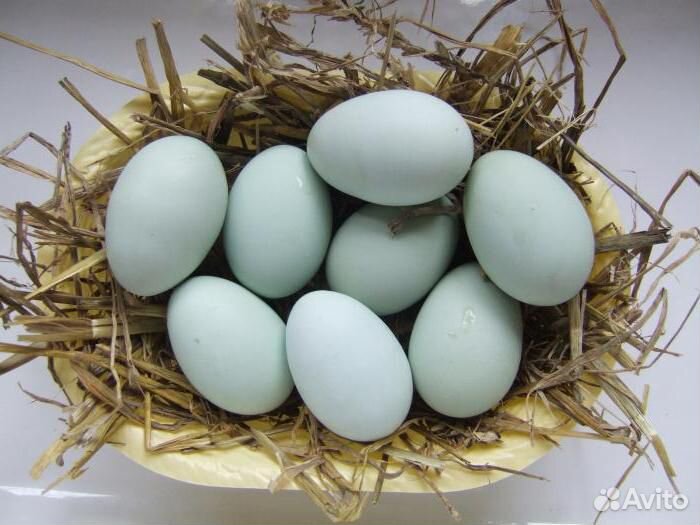 Инкубационное яйцо Легбар купить на Зозу.ру - фотография № 1