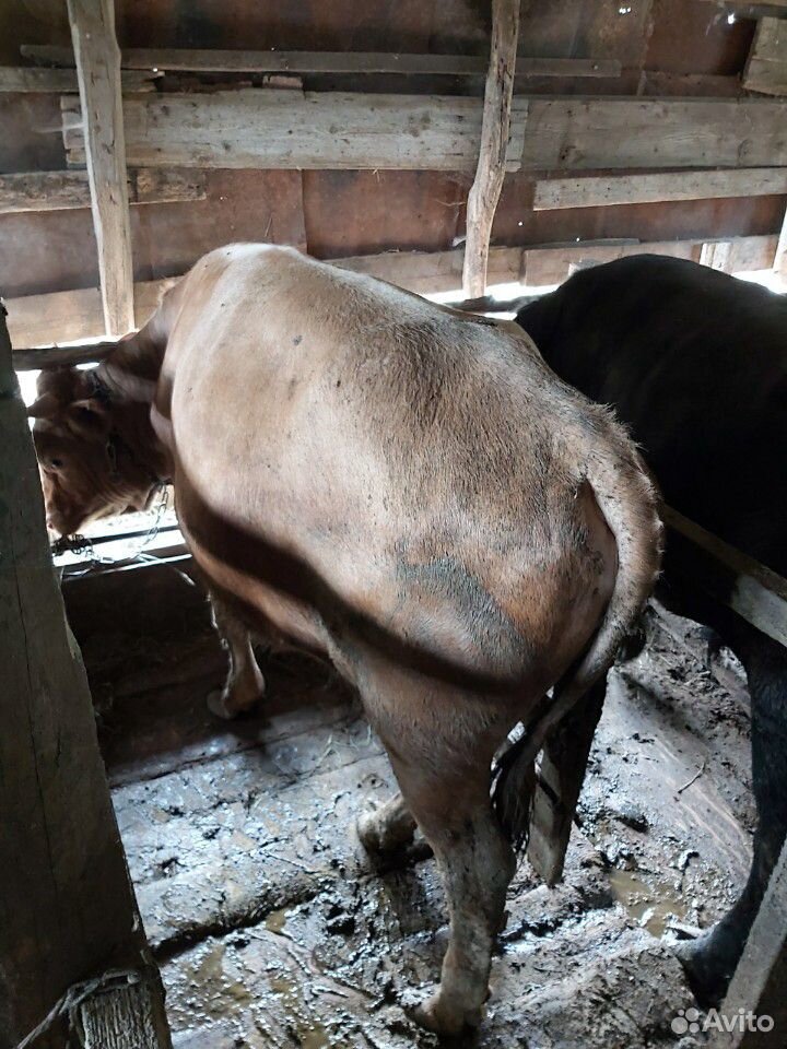 Домашние быки на мясо купить на Зозу.ру - фотография № 5