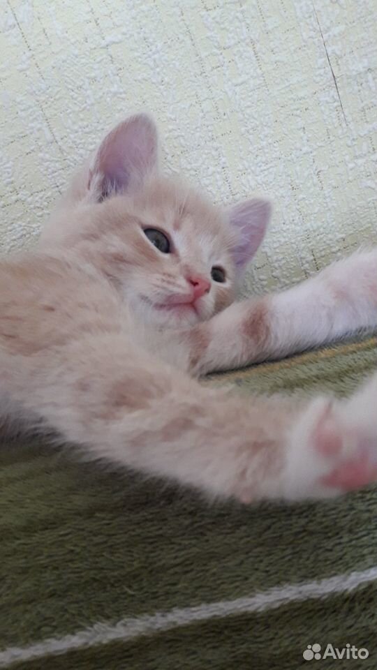 Персиковый котик(1.5 месяца) ищет семью купить на Зозу.ру - фотография № 5