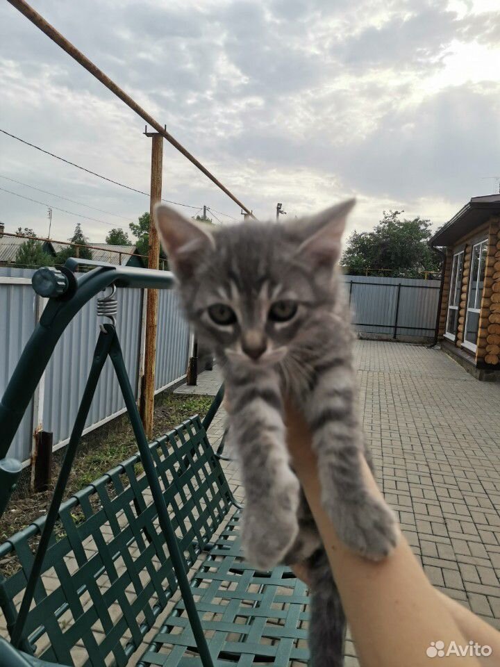 Отдам котят купить на Зозу.ру - фотография № 5
