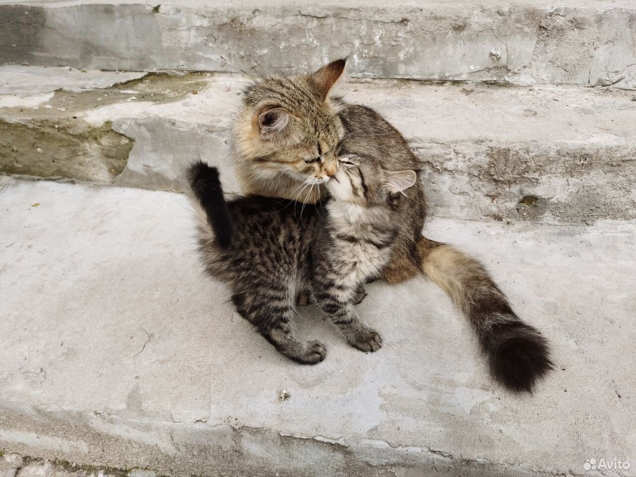 Котята ищут хозяина и друга купить на Зозу.ру - фотография № 2