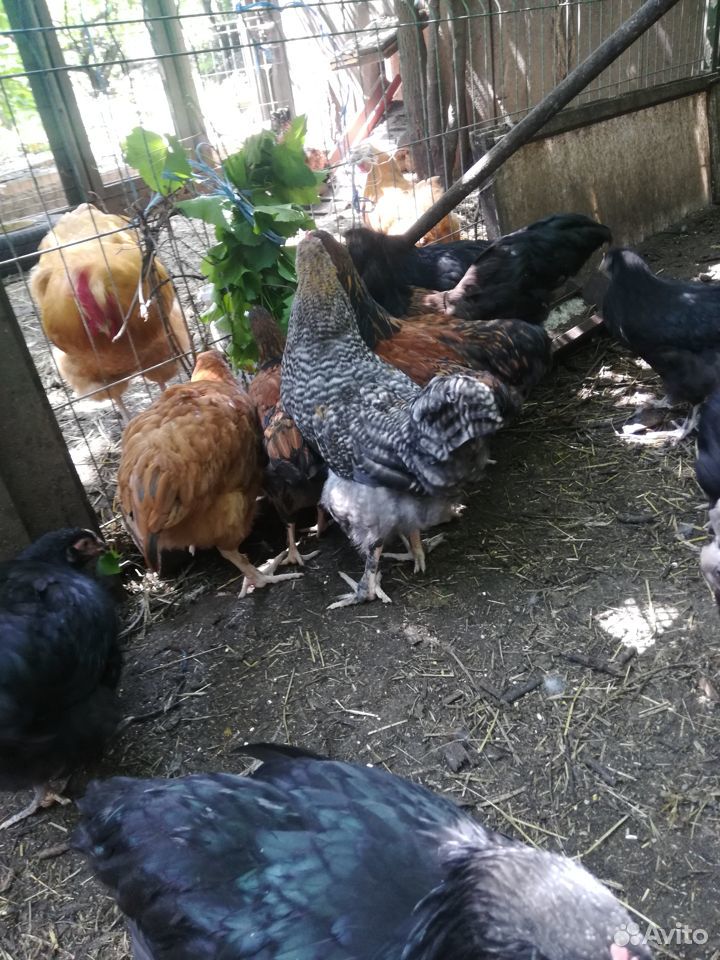 Цыплята 4 месяца, помесные с орпингтоном купить на Зозу.ру - фотография № 1