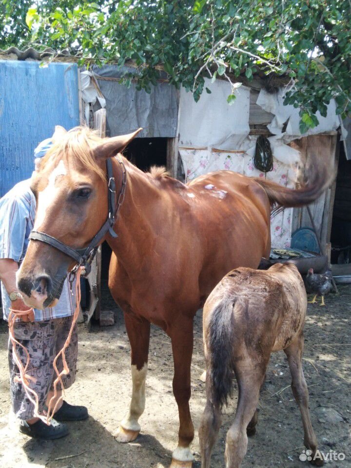 Лошадь с жеребёнком и козы купить на Зозу.ру - фотография № 1
