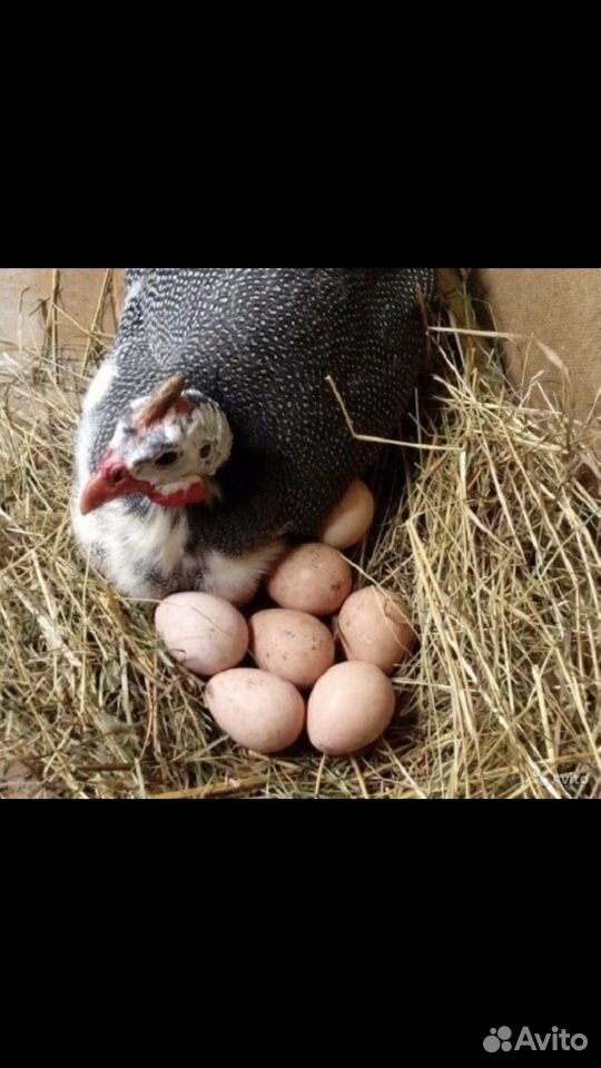 Цесаринные яйца купить на Зозу.ру - фотография № 1