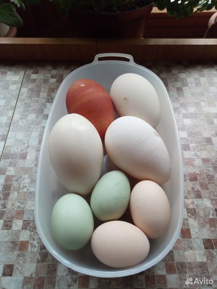 Яйца домашних кур и гусей купить на Зозу.ру - фотография № 1