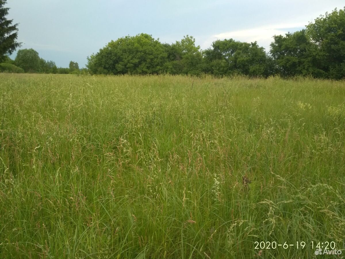 Трава на сено купить на Зозу.ру - фотография № 3