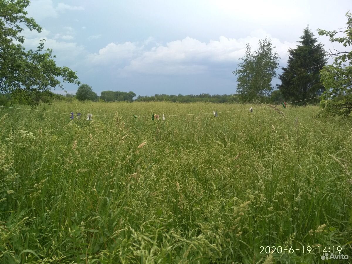 Трава на сено купить на Зозу.ру - фотография № 5