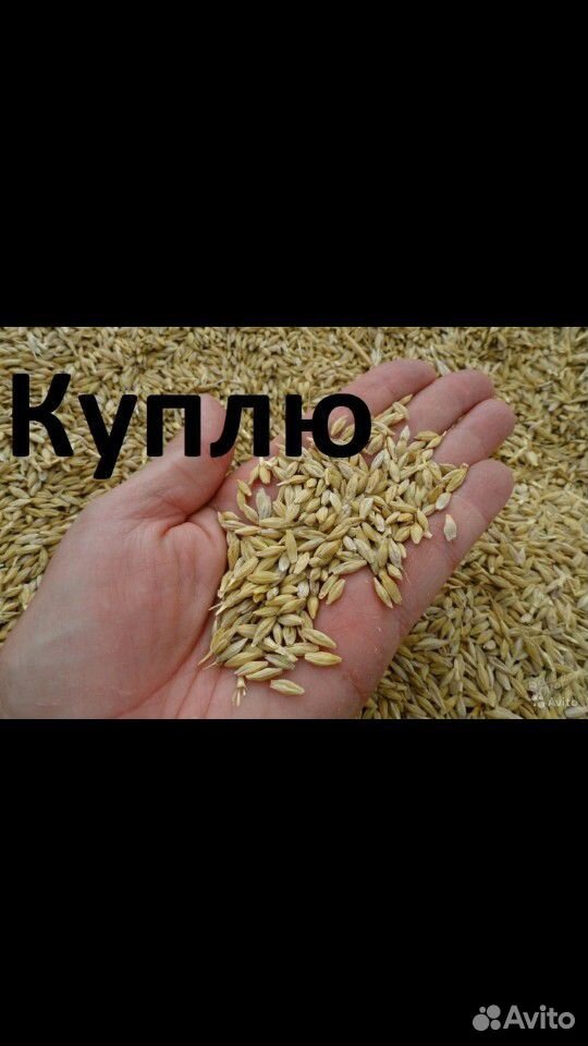 Зерно купить на Зозу.ру - фотография № 1