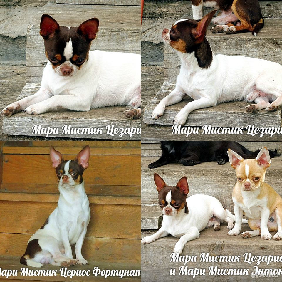 Чихуа Caesarion + 12 щенков на видео в Лен области купить на Зозу.ру - фотография № 7