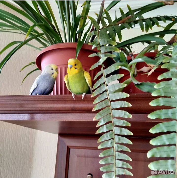 Пара молодых попугайчиков, вместе с клеткой купить на Зозу.ру - фотография № 1