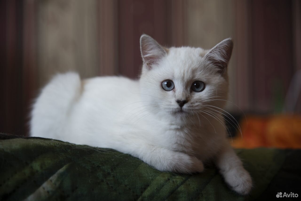 Шотландский котенок купить на Зозу.ру - фотография № 1