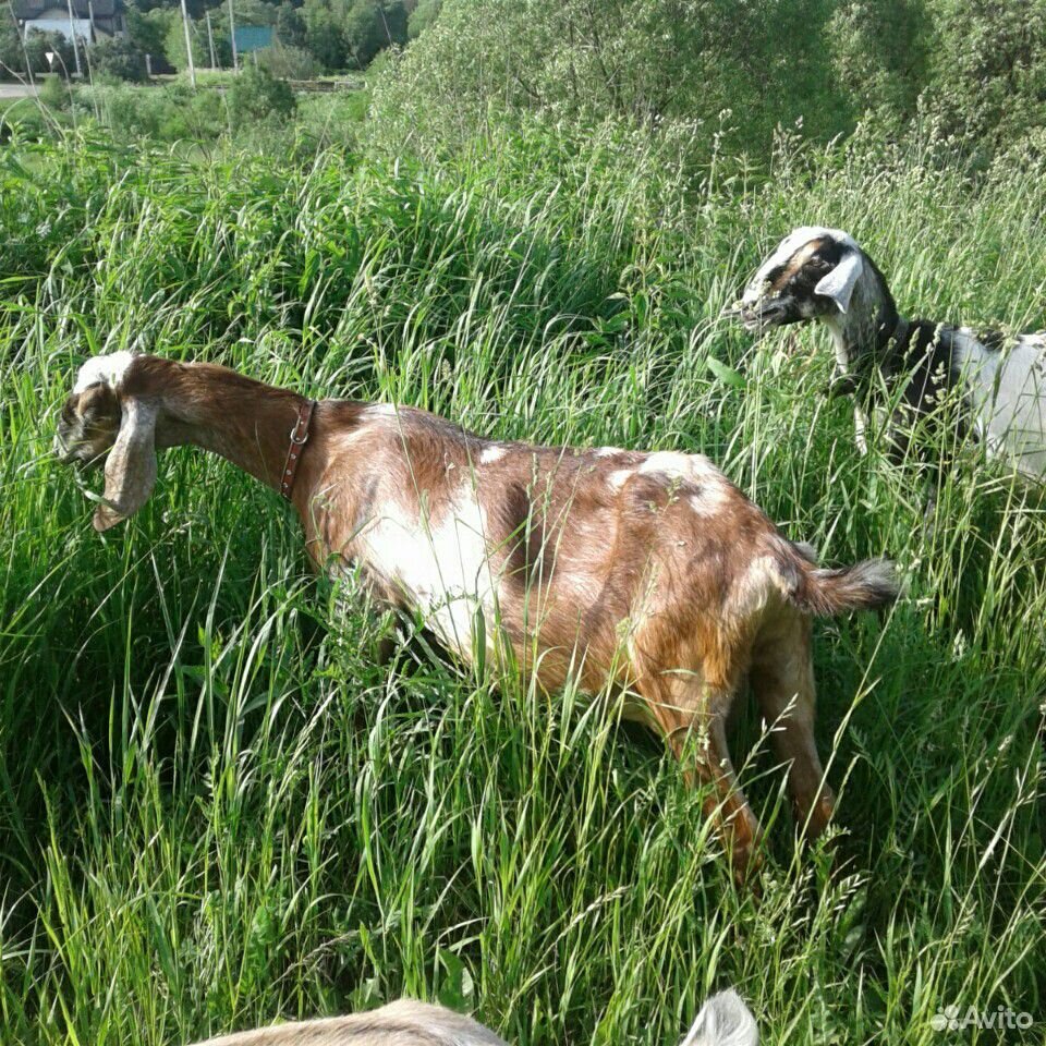 Нубийская коза купить на Зозу.ру - фотография № 3