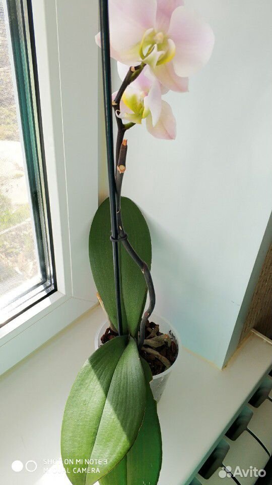 Домашние орхидеи купить на Зозу.ру - фотография № 5