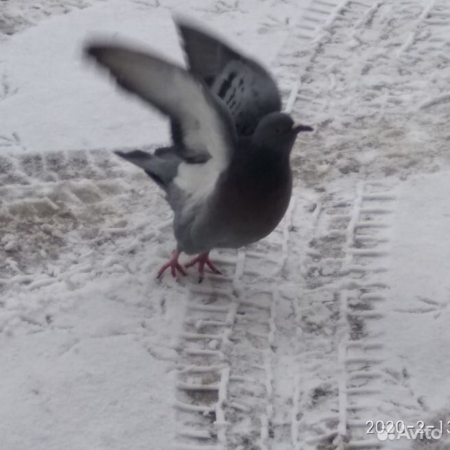 Летающий голубь, красивый, зимний купить на Зозу.ру - фотография № 2