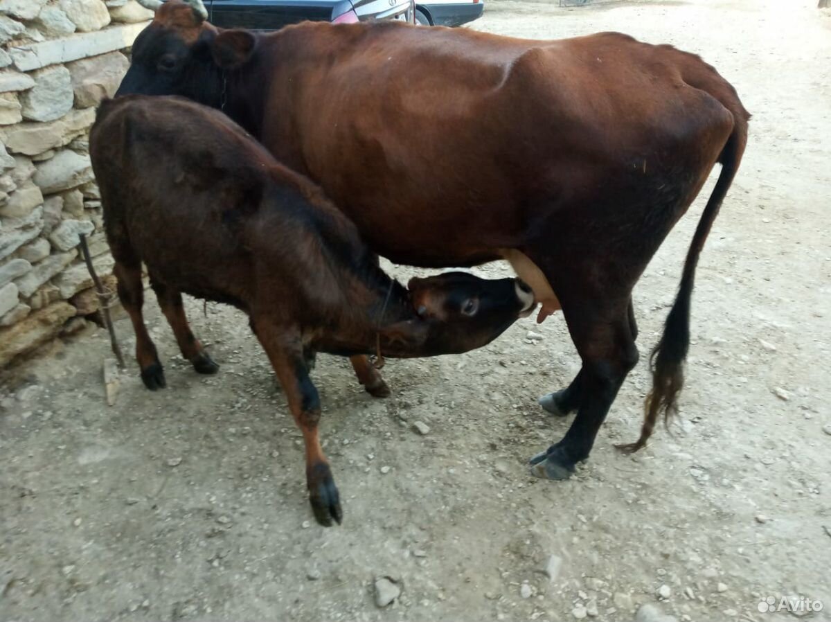 Корова с телёнкам купить на Зозу.ру - фотография № 1