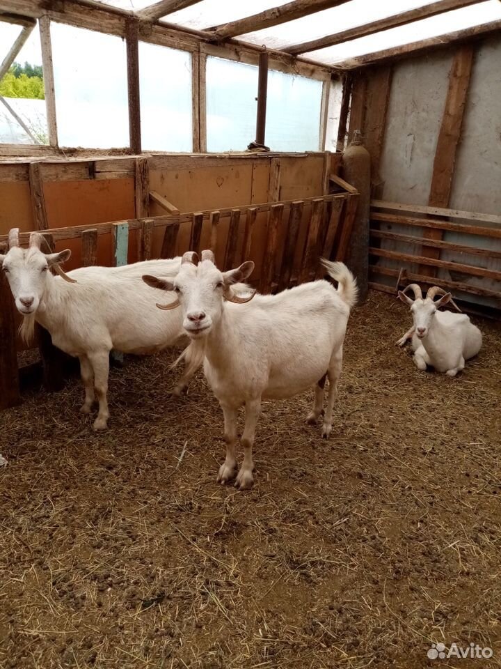 Русские белые козы купить на Зозу.ру - фотография № 2