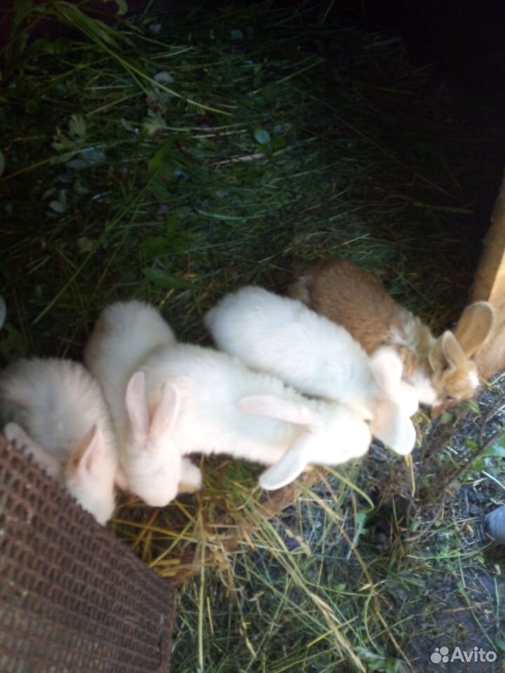 5 двухмесячных привитых крольчих купить на Зозу.ру - фотография № 1