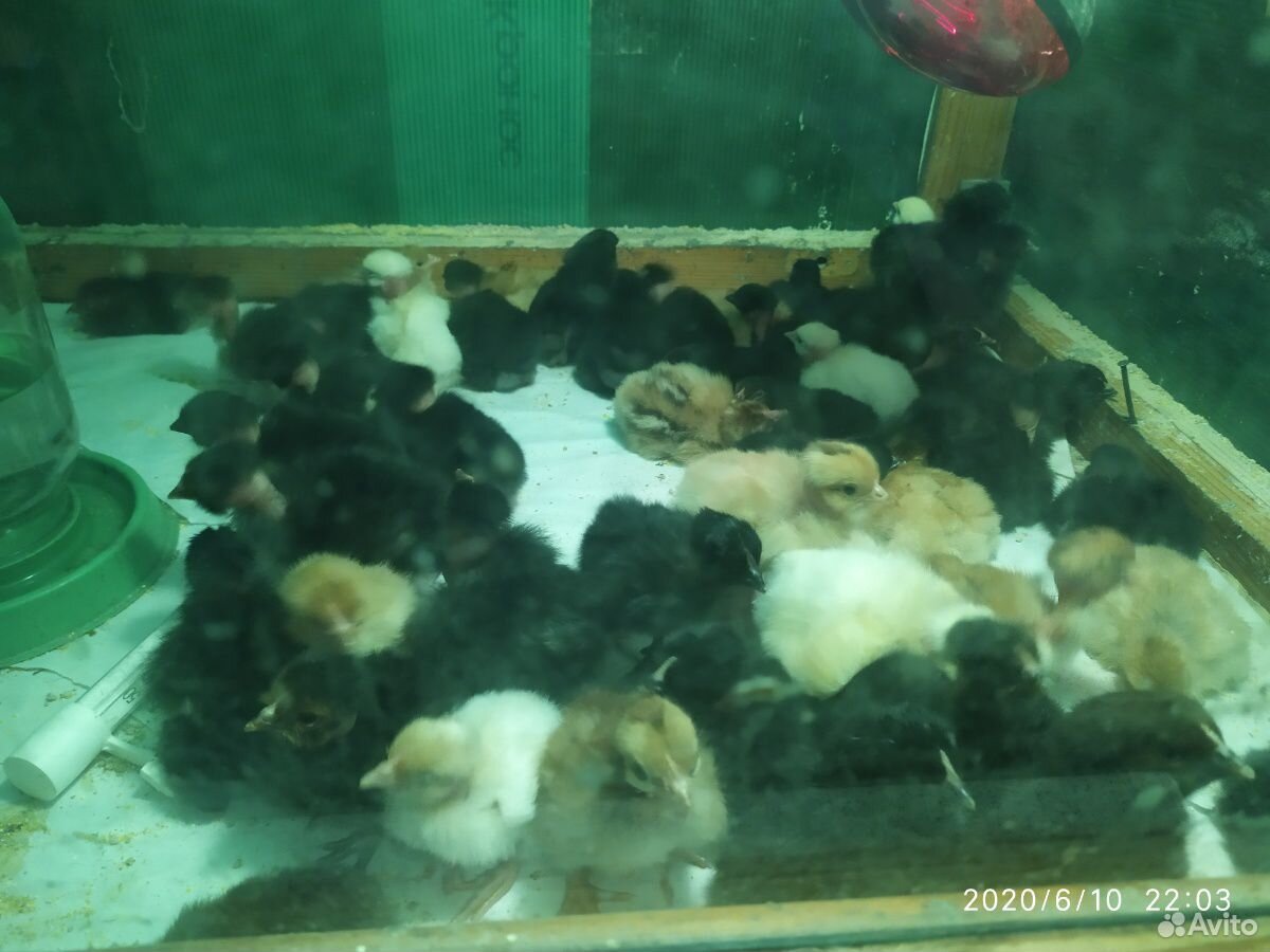 Цыплята голошейки купить на Зозу.ру - фотография № 4