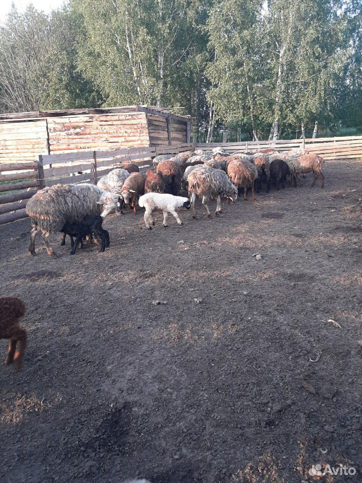 Овцы,бараны купить на Зозу.ру - фотография № 6
