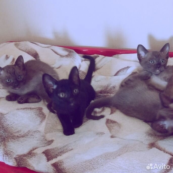 Бурманские котята купить на Зозу.ру - фотография № 7