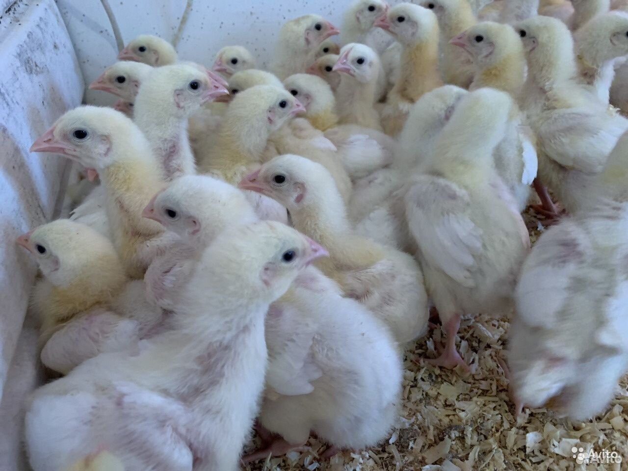 Цыплята бройлеры в 2 недели фото