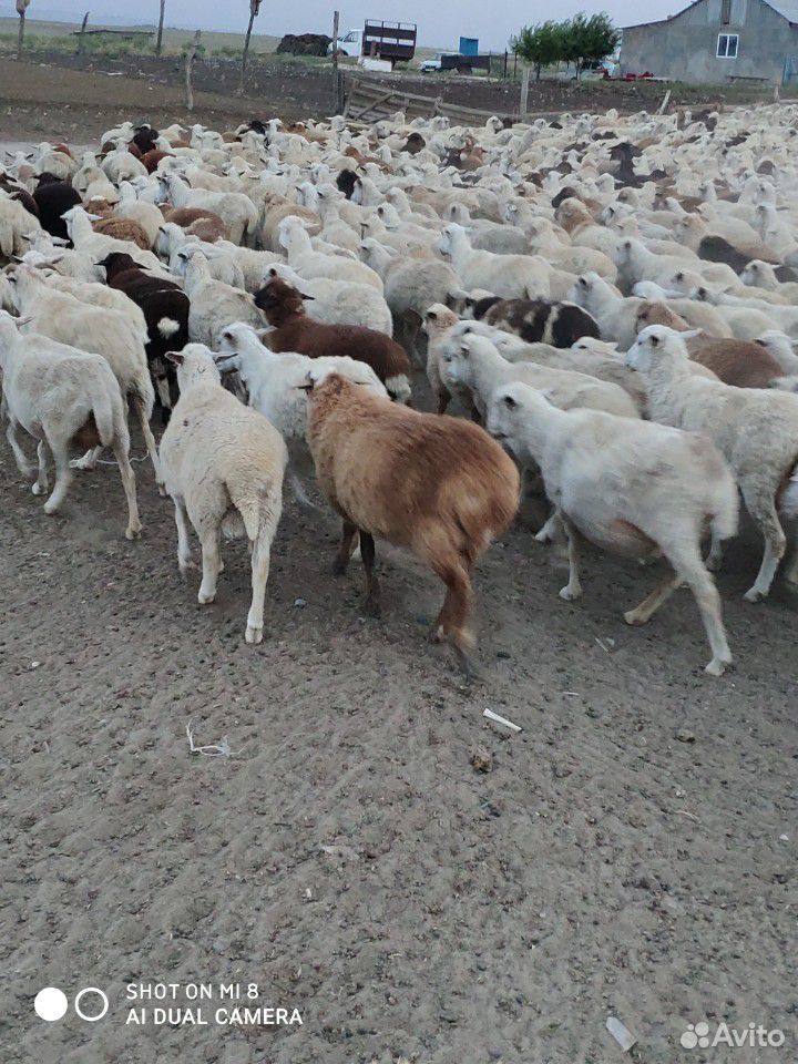 Овцы матки ягнятами купить на Зозу.ру - фотография № 4