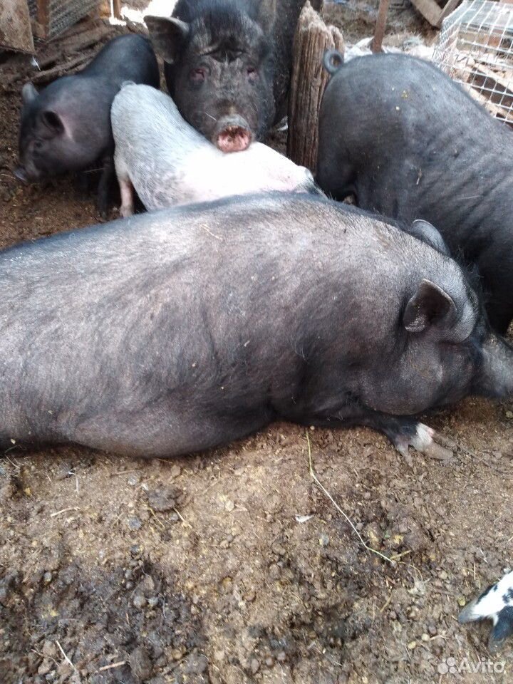 Въетнамские свиньи на мясо купить на Зозу.ру - фотография № 1