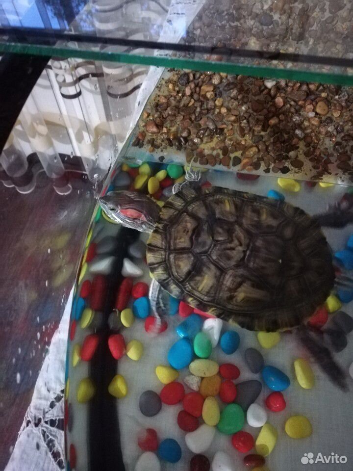 Продам красноухую черепаху (мальчик) купить на Зозу.ру - фотография № 3