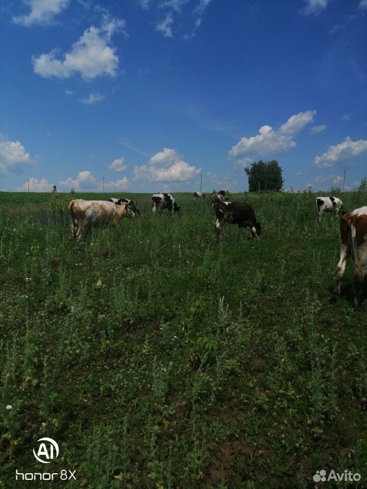 Продаю коров телят и бычков купить на Зозу.ру - фотография № 6
