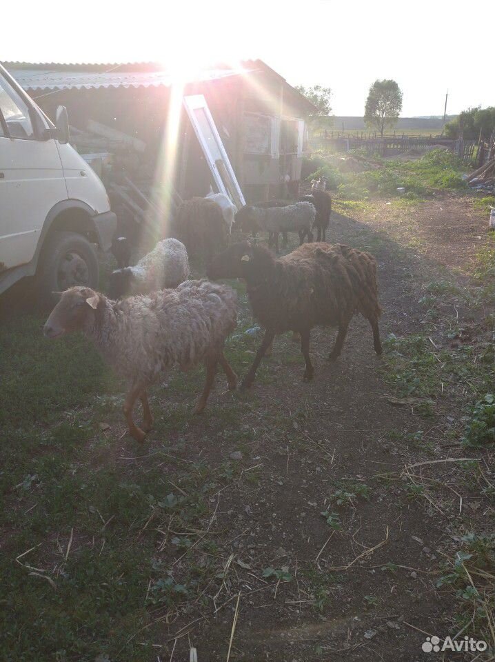 Овцы, бараны, коза купить на Зозу.ру - фотография № 2